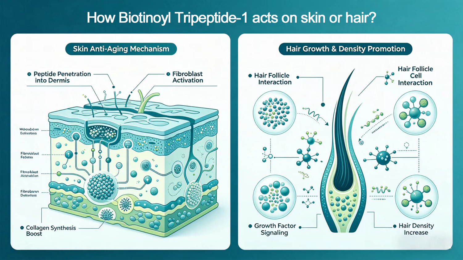 How Biotinoyl Tripeptide-1 acts on skin or hair?