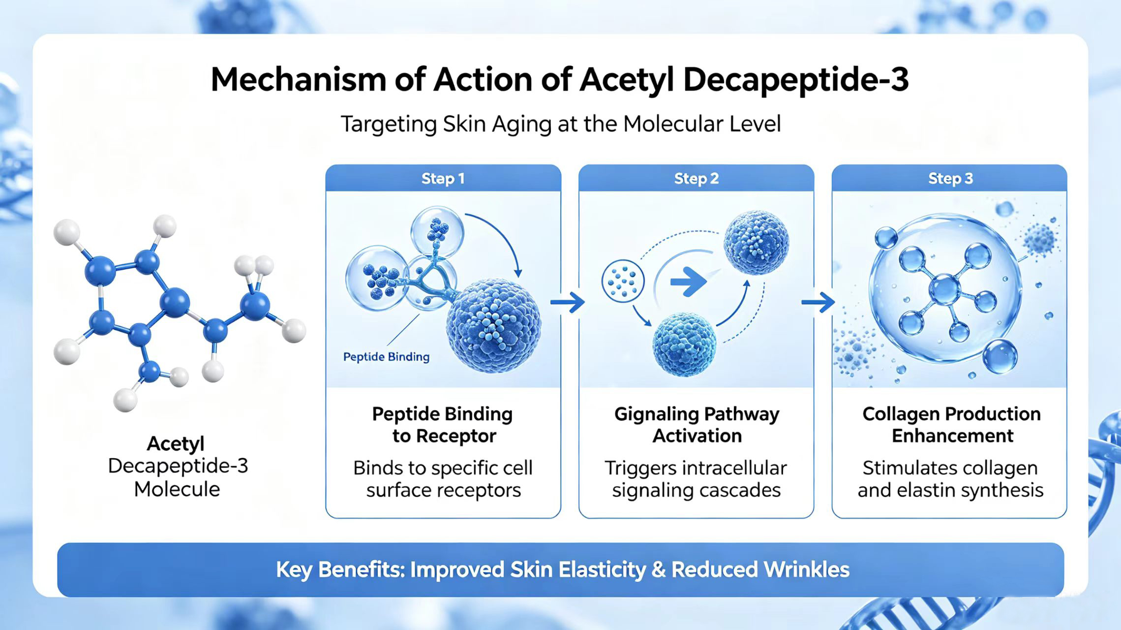 Mechanism of action of Acetyl Decapeptide-3