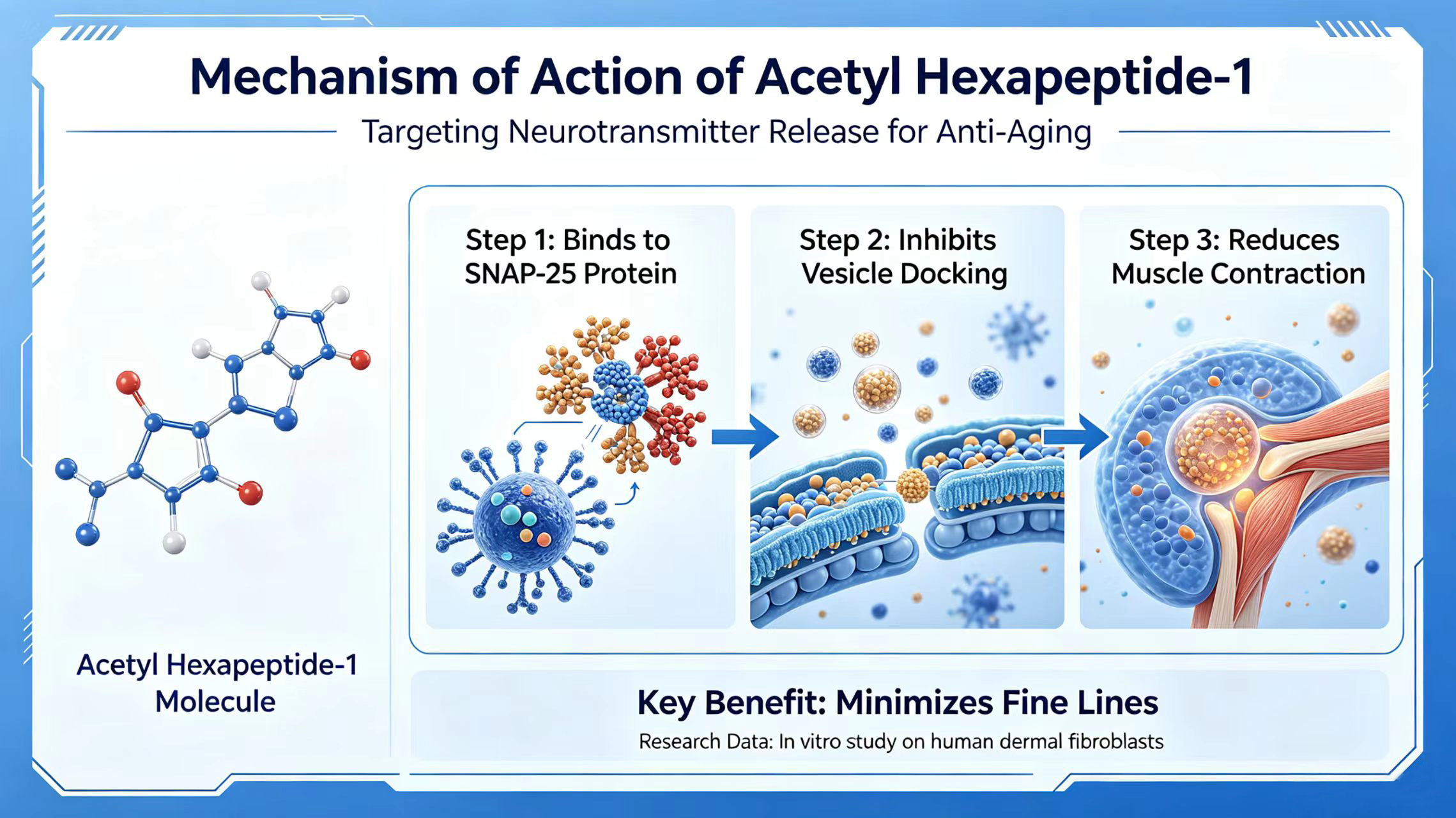 Mechanism of action of Acetyl Hexapeptide-1
