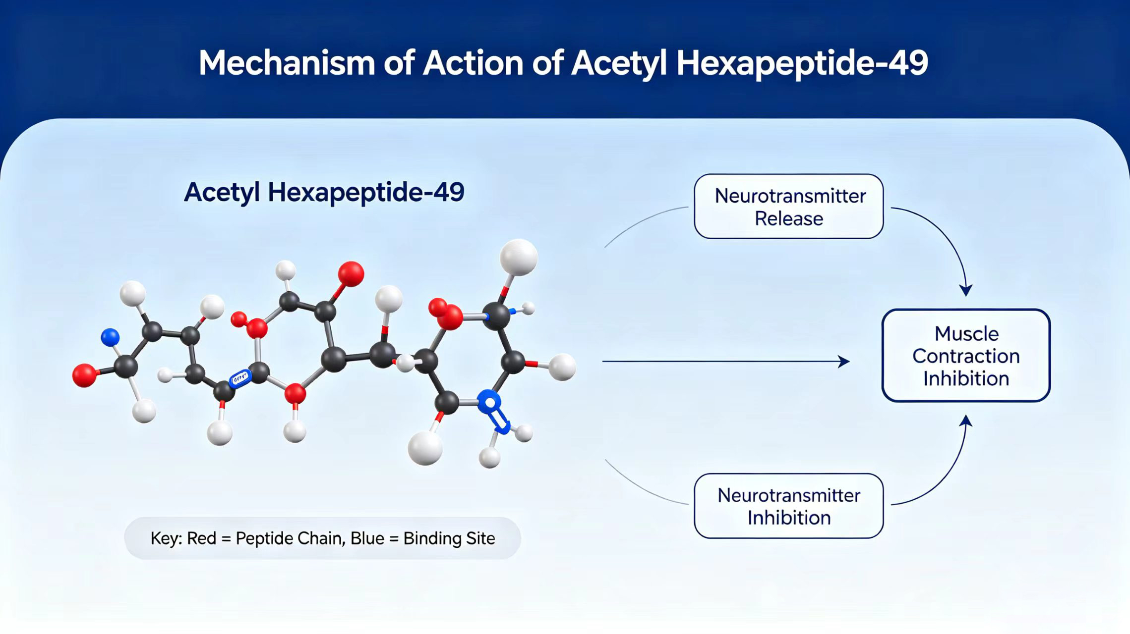 Mechanism of action of Acetyl Hexapeptide-49